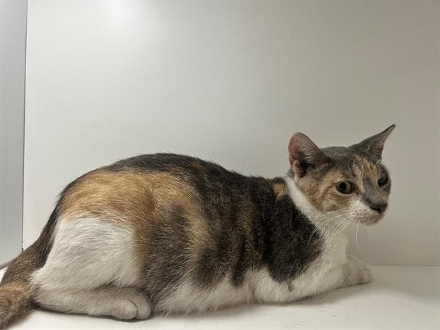 Lilly - Domestic Short Hair