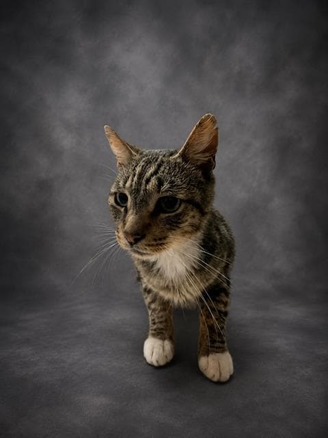 Jinx - Domestic Short Hair
