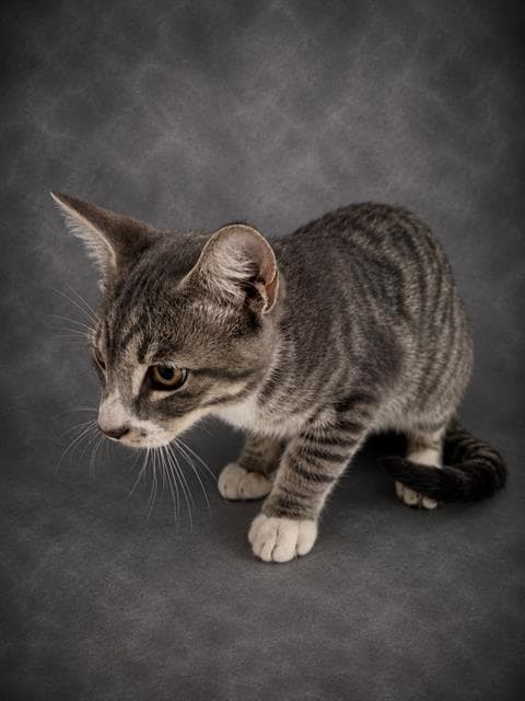 Mark - Domestic Short Hair