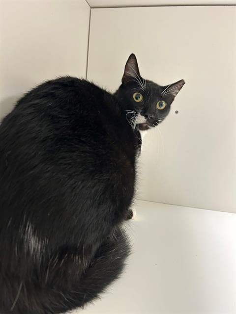 Prof Plum - Domestic Short Hair