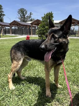 Rocko image 1