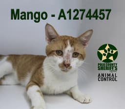 Mango image 1