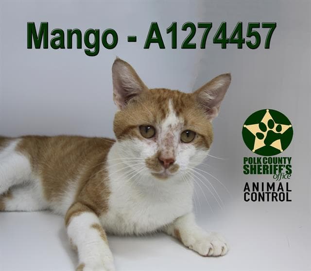 Mango - Domestic Short Hair