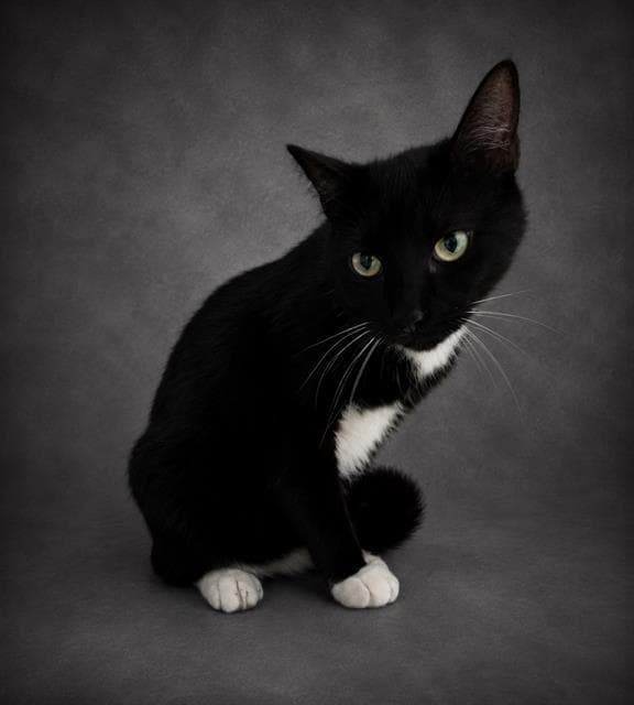 Suba - Domestic Short Hair