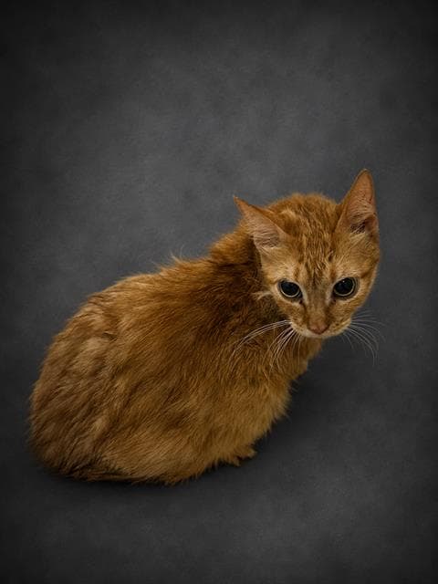 Scarlett - Domestic Short Hair