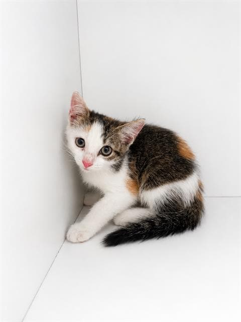 Anya - Domestic Short Hair