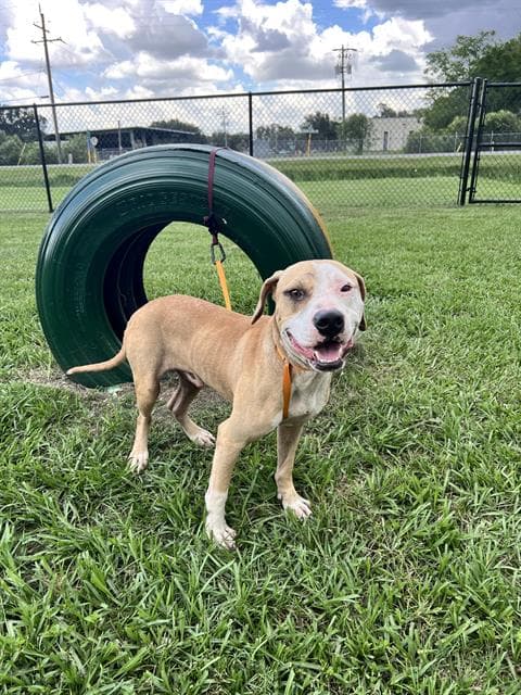 Unknown - American Bulldog