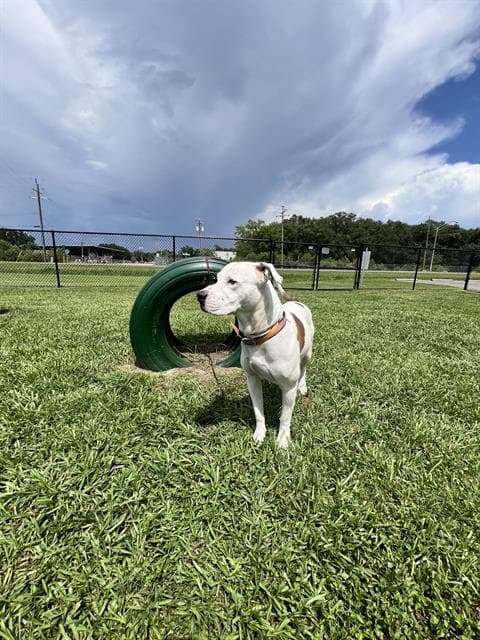 Unknown - American Bulldog