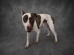 Wilma image 1