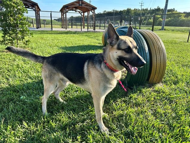 Maximus - German Shepherd Dog