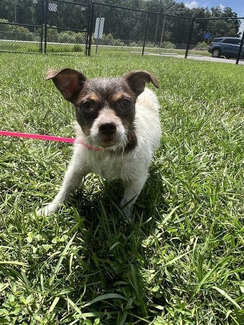 Sibby - Rat Terrier