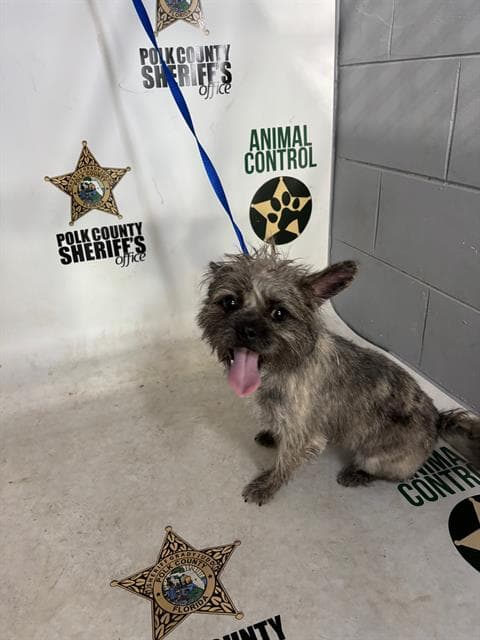 Pepper - Cairn Terrier