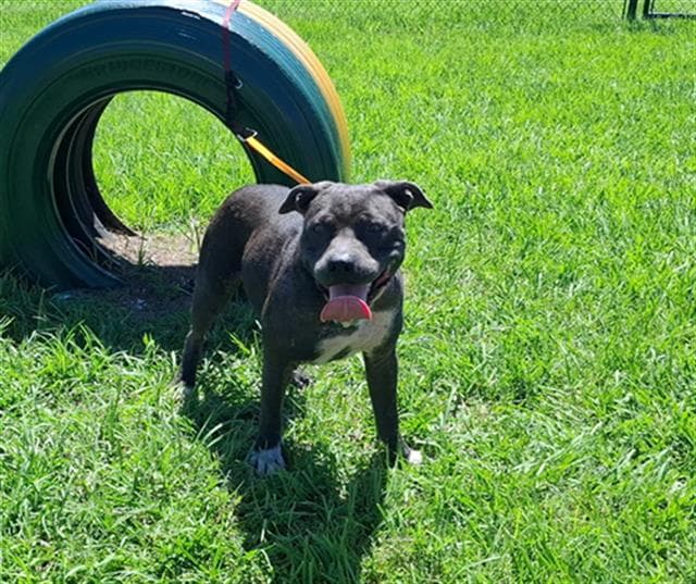 Unknown - Bulldog