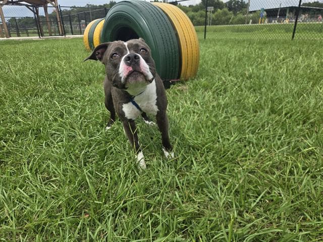 Zelda - Bulldog