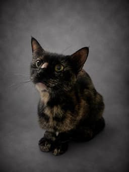 Tabitha image 1