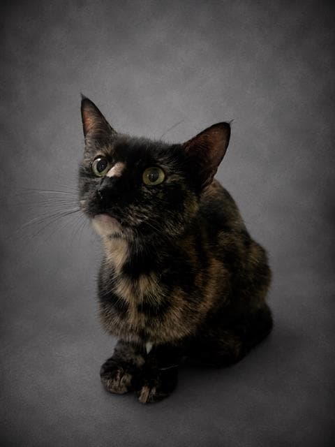Tabitha - Domestic Short Hair