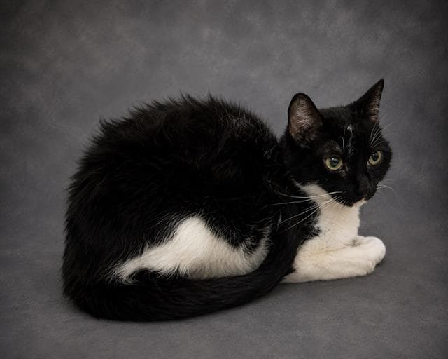 Blanche - Domestic Short Hair