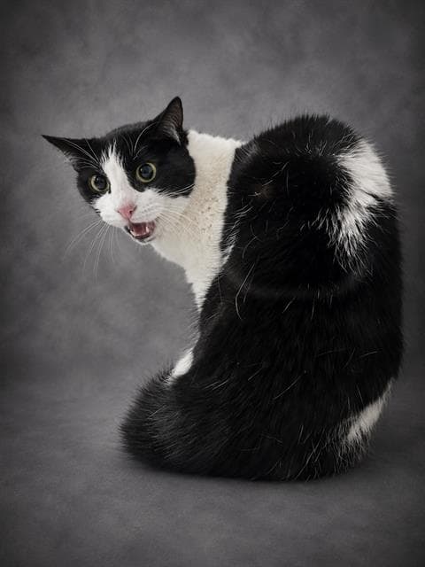 Gigi - Domestic Short Hair