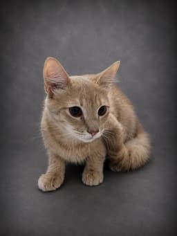 Archie image 1
