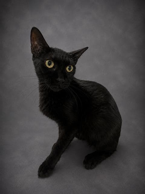 Maise - Domestic Short Hair