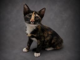 Pippa image 1
