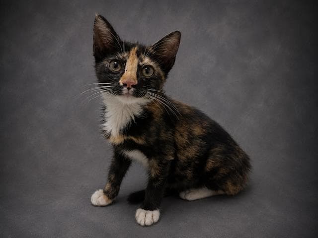 Pippa - Domestic Short Hair