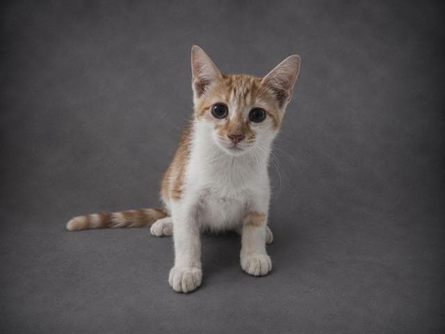 Nugget - Domestic Short Hair