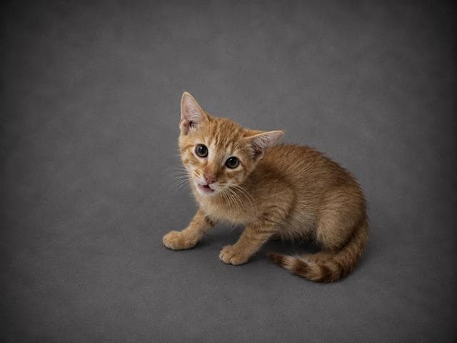 Rusty - Domestic Short Hair