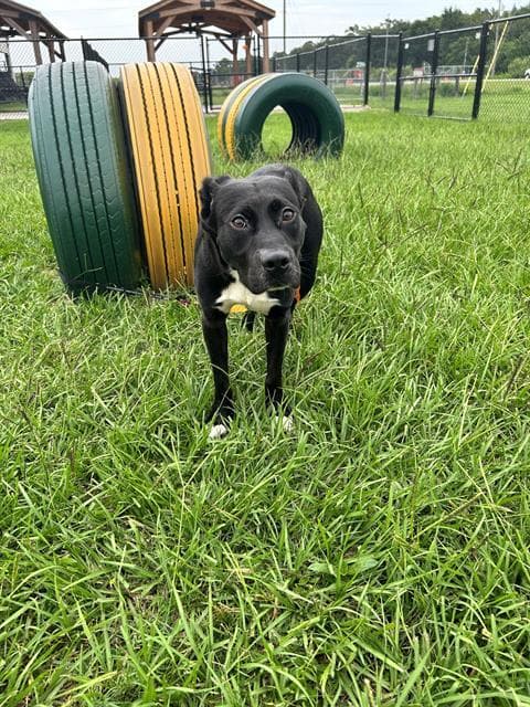 Scooter - Labrador Retriever