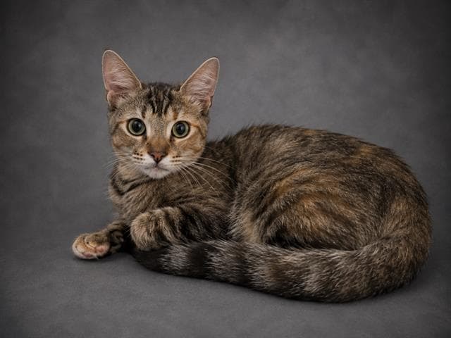 Tella - Domestic Short Hair