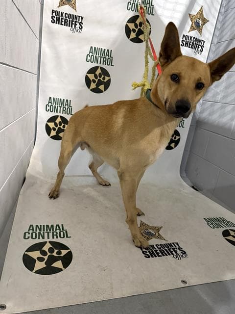 Cricket - Carolina Dog