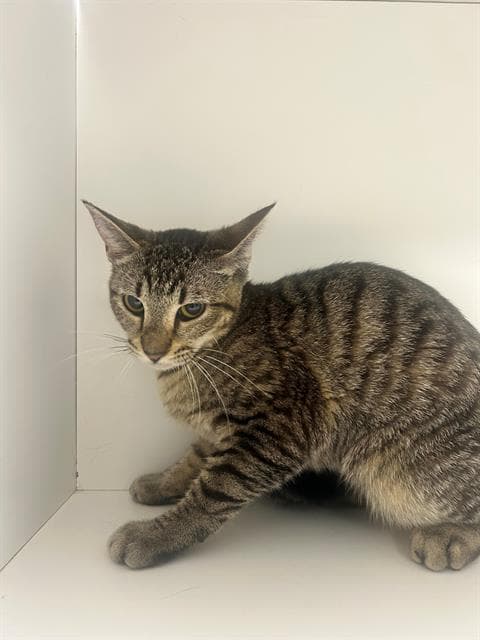 Petunia - Domestic Short Hair