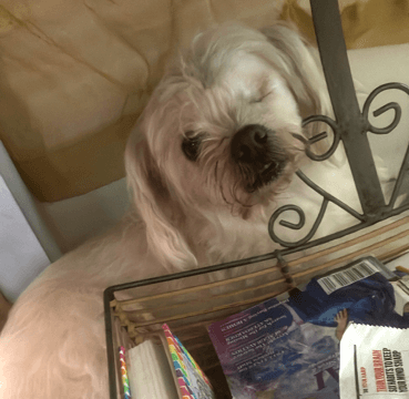 Muffin - Maltese