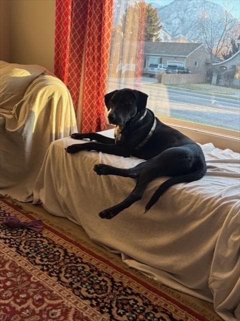 Forky - Labrador Retriever