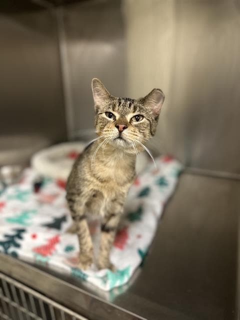 Precious - Domestic Short Hair