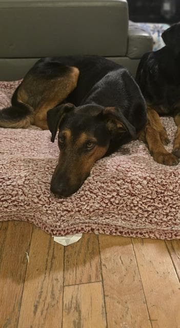 Dwight - Doberman Pinscher