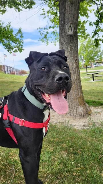 Spaghetti - Pit Bull Terrier