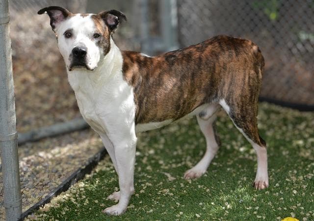 Beef - Pit Bull Terrier