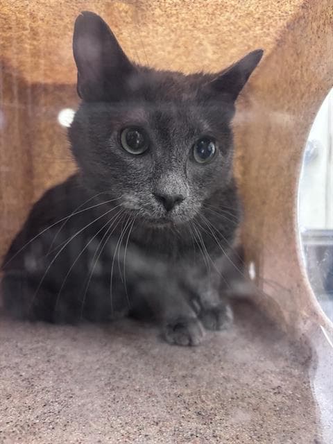 Professor Chaos - Domestic Short Hair