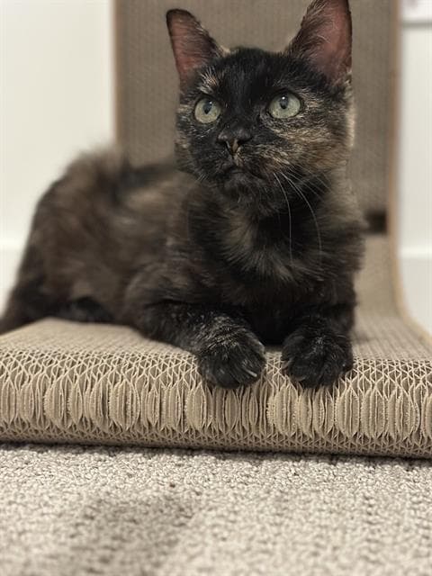 Unknown - Domestic Short Hair