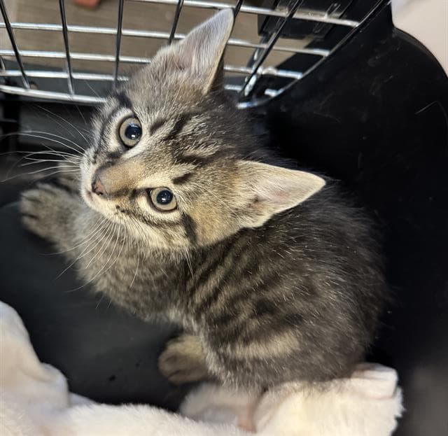 Big Spice - Domestic Short Hair