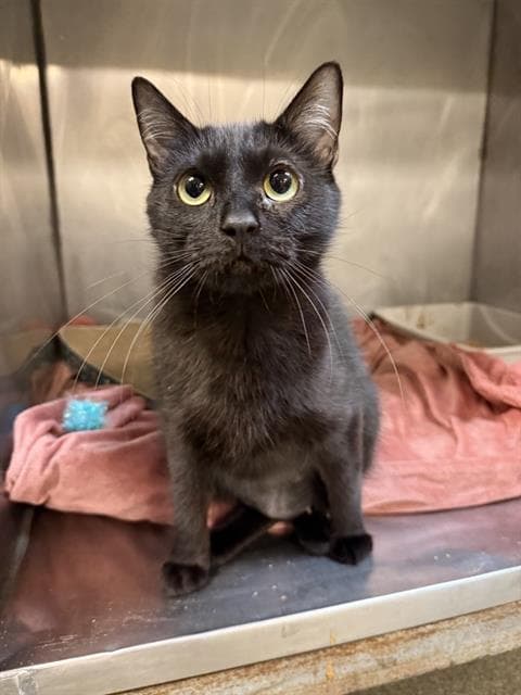 Chitchat - Domestic Short Hair
