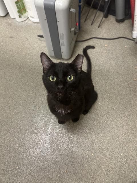 Scruff Mc Gruff - Domestic Short Hair