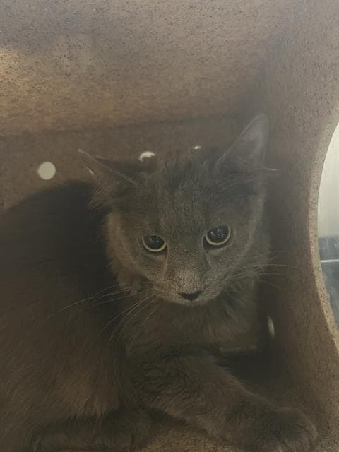 Smog - Domestic Long Hair
