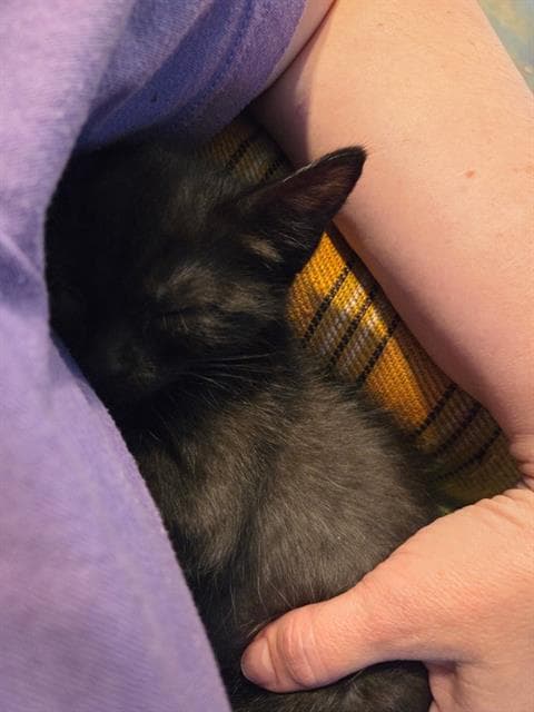 Go Fast - Domestic Short Hair