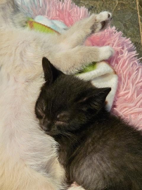 Batman - Domestic Short Hair
