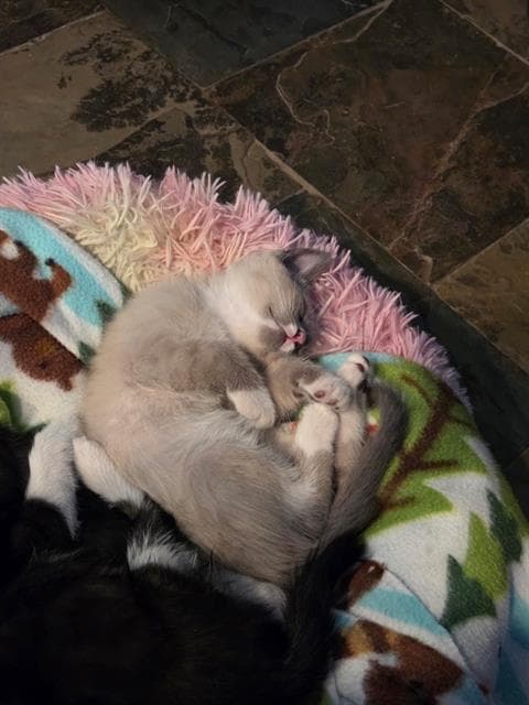 Toad - Siamese