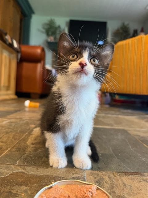 Boots - Domestic Short Hair