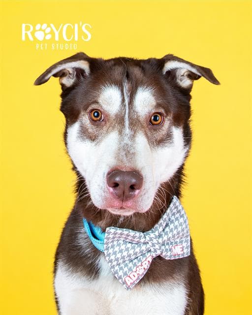 Redmond - Siberian Husky