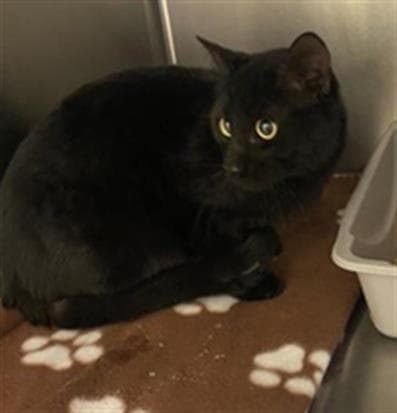 Sir Salem - Domestic Short Hair